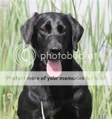  photo image_zps1bedbbad.jpg