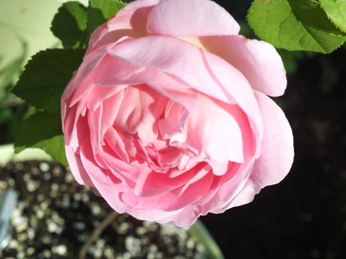  photo constance2_zps47ff4743.jpg