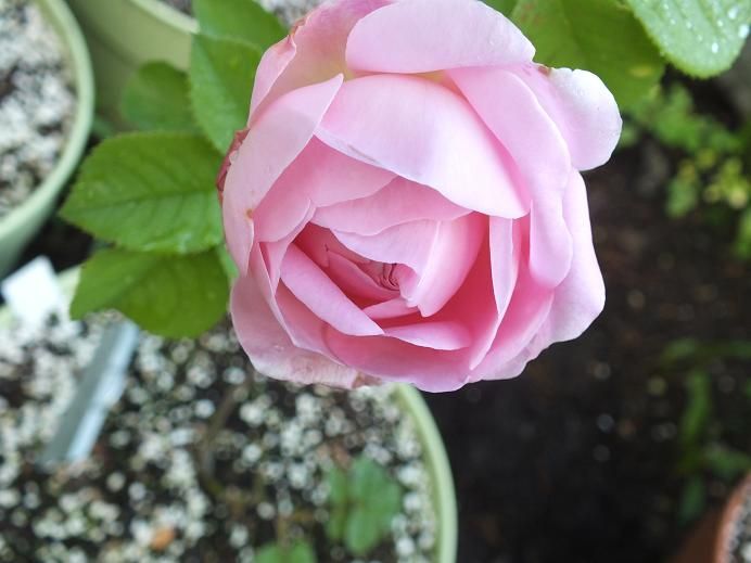  photo constance_zps6dbf8087.jpg