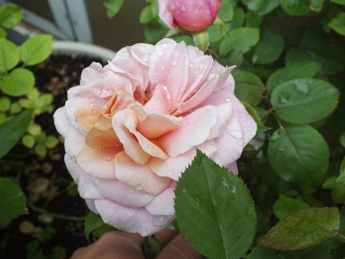  photo distantdrums_zps7cc834e4.jpg