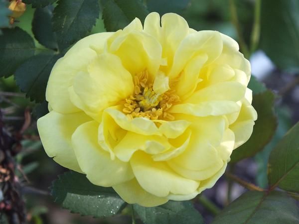  photo harisons_zpsaeee80c1.jpg