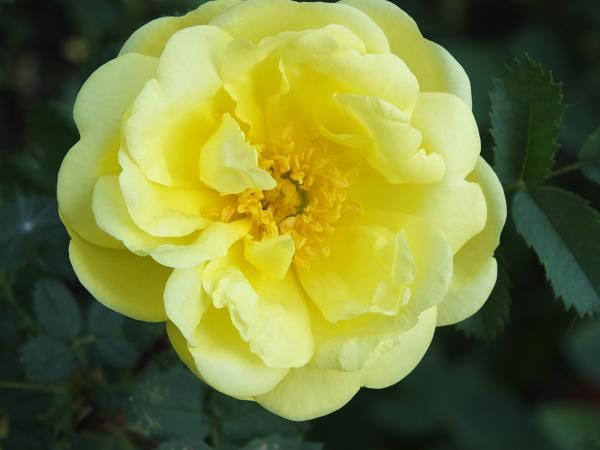  photo persianyellow_zps70b38779.jpg