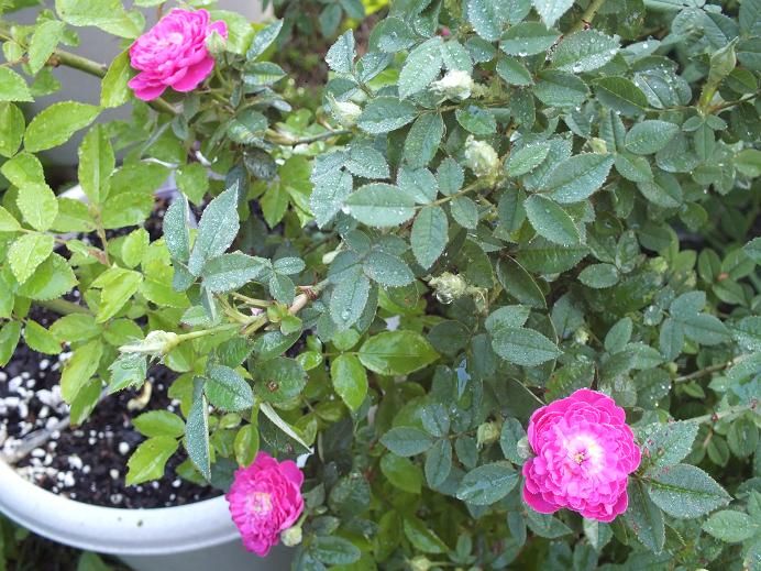  photo pompon_zpsf50a2d06.jpg