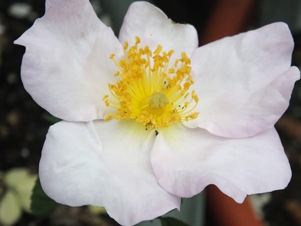  photo rosasancta_zps55bf75ec.jpg