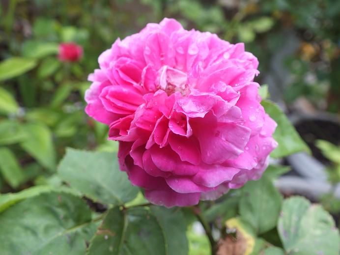  photo rotkapchen2_zps059637d2.jpg