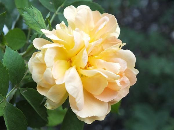  photo soldor_zpsdb734e8c.jpg