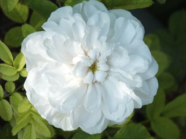  photo stanwell_zps84802811.jpg