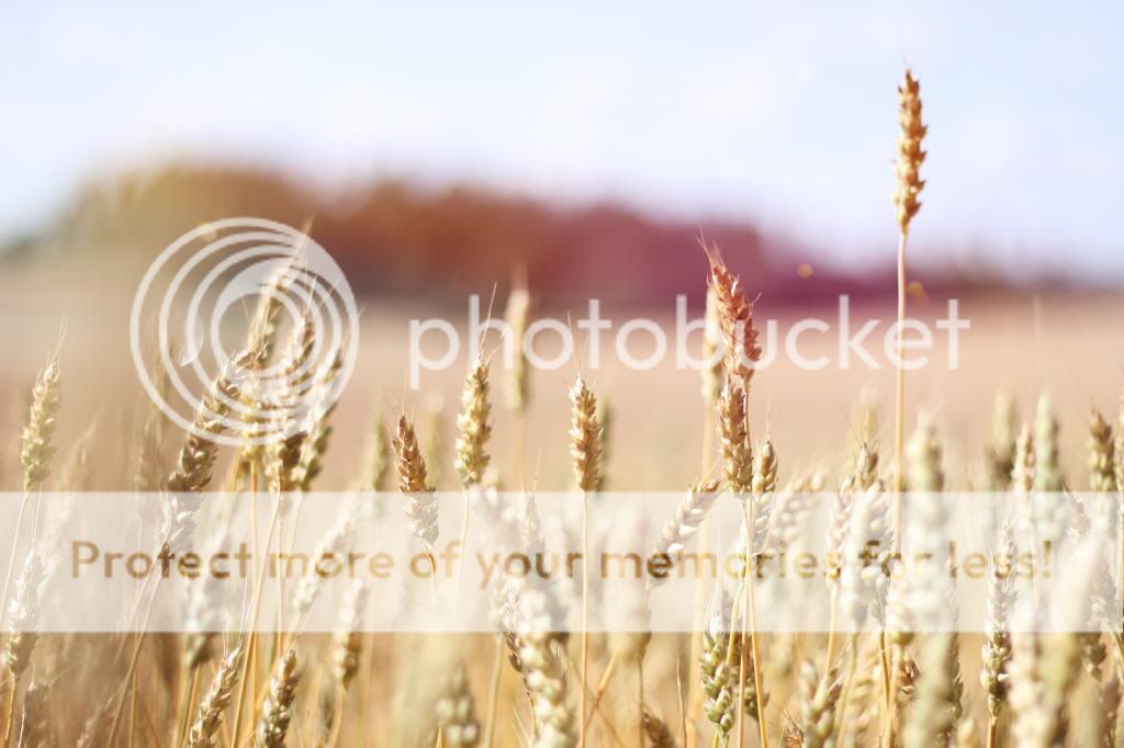  photo aaa4_zps347420ba.jpg