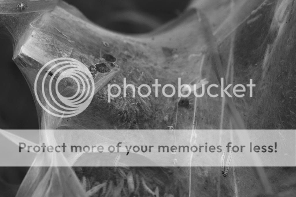  photo aavepuu2_must_zps6df1cebb.jpg