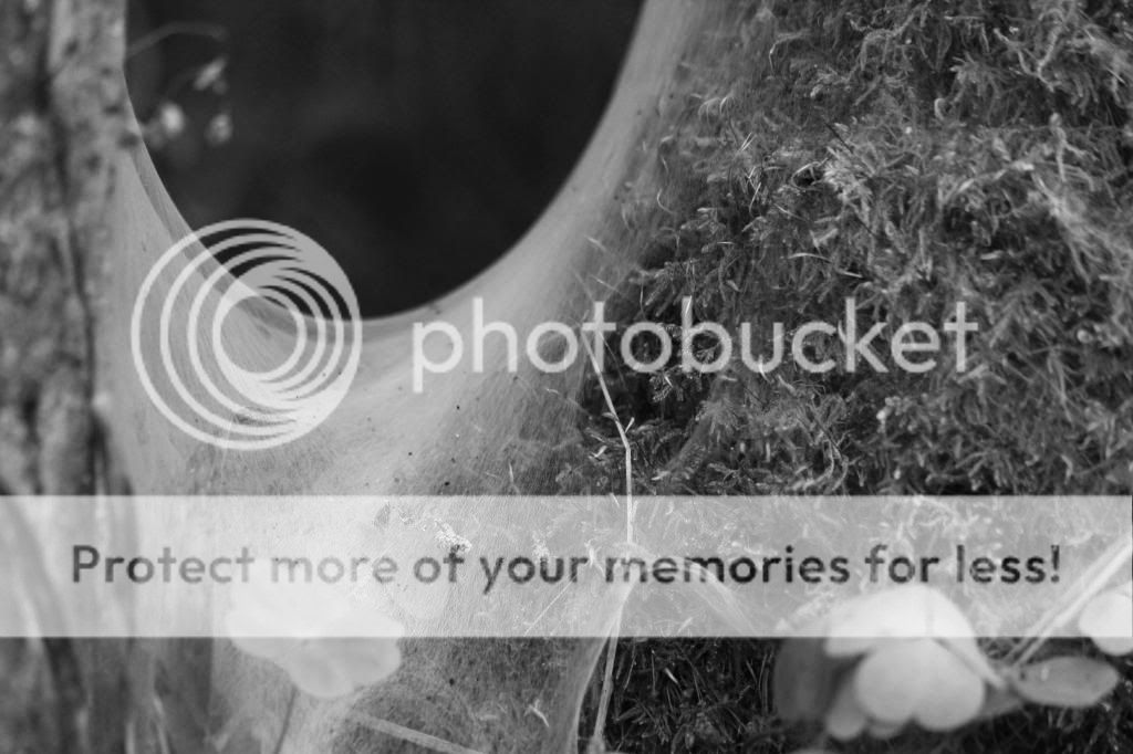  photo aavepuu3_must_zps1d19311b.jpg