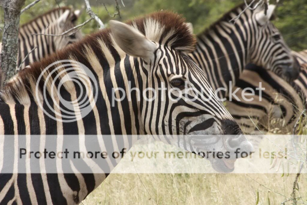  photo af4_zps3d924a44.jpg