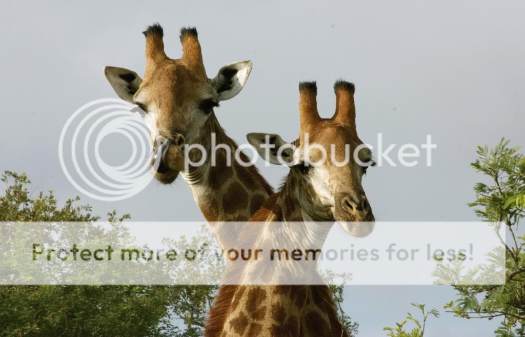  photo af7_zps8f6c04ac.jpg