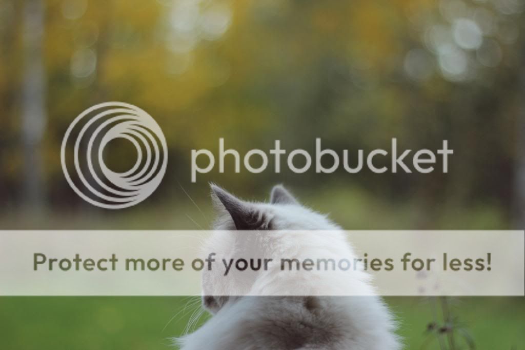  photo fallstella_zps7d12b6be.jpg