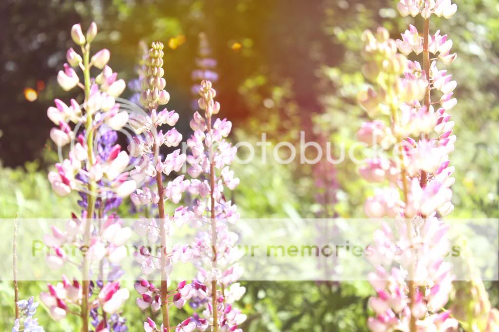  photo itse_lupiinit_zpsbd67adc9.jpg