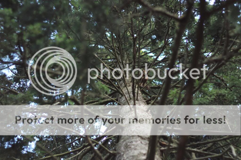  photo tie2_zps4b7ea83a.jpg