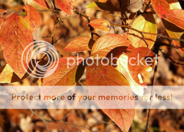Orange%20leafs%20edit_zpsemzdt0nd.png