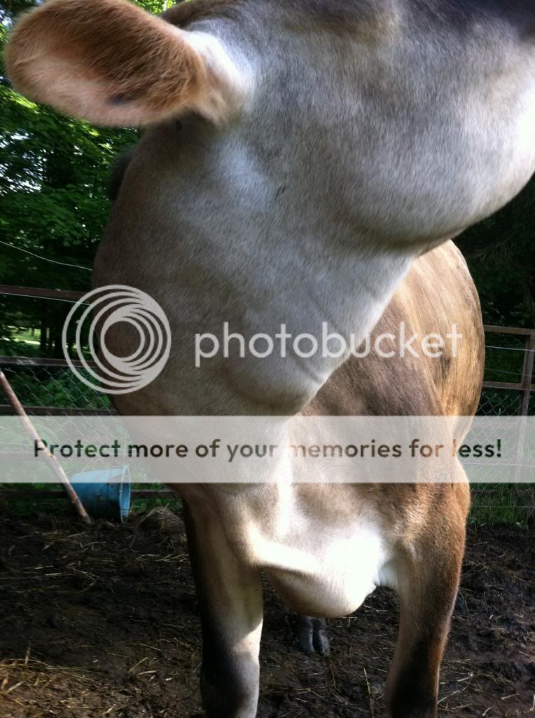Golf Ball Sized Lump On Dog S Shoulder Golf Ball Sized Lump On Dog S Shoulder