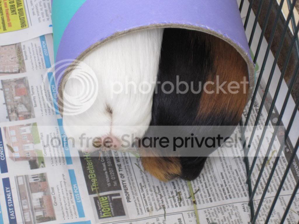 IMG_0927_zpse9e832b1.jpg