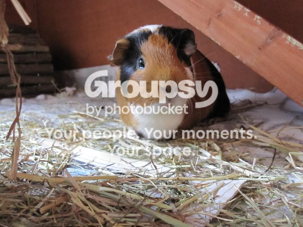 IMG_0991_zps6df08f84.jpg